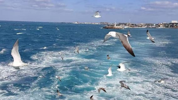 Jeju Island east route 1-day tour; Seongsan Ilchulbong, Udo route; classic route, Chinese- and Korean-speaking driver