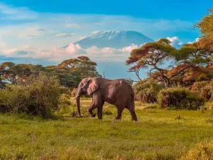 Full-Day Private Amboseli National Park Tour