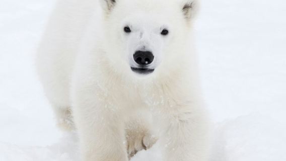 Parc animalier de Ranua : visite guidée + transfert depuis l'hôtel