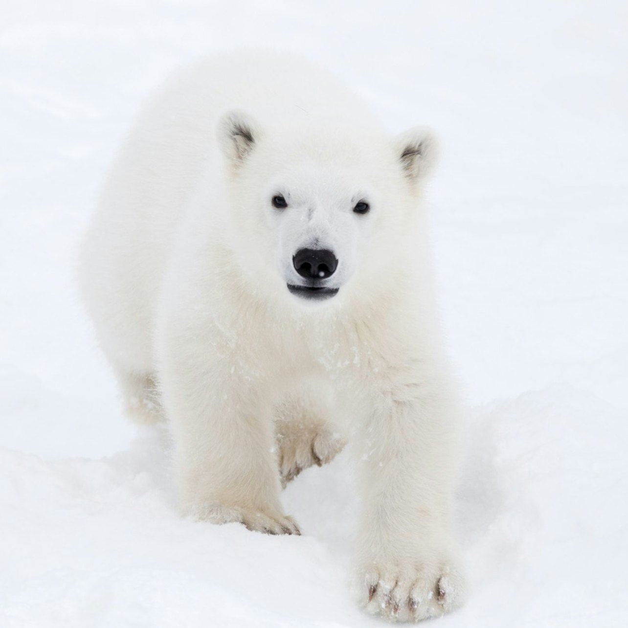Parc animalier de Ranua : visite guidée + transfert depuis l'hôtel