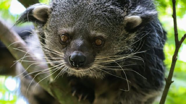 Berlin: Geführte Tour durch das Felidae Wildkatzen- und Artenschutzzentrum Barnim