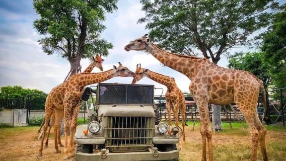 大城獅子王動物園一日遊【可增加其他行程】