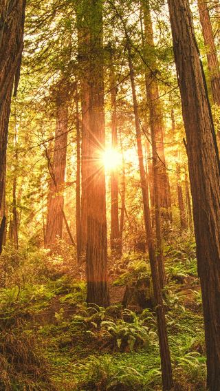 Muir Woods, Sausalito w/Exclusive Battery Spencer Small Group Day Tour from San Francisco