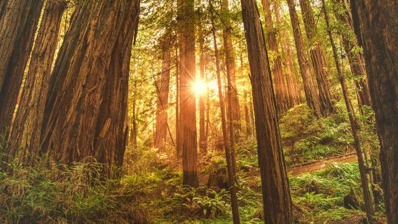 Muir Woods, Sausalito w/Exclusive Battery Spencer Small Group Day Tour from San Francisco