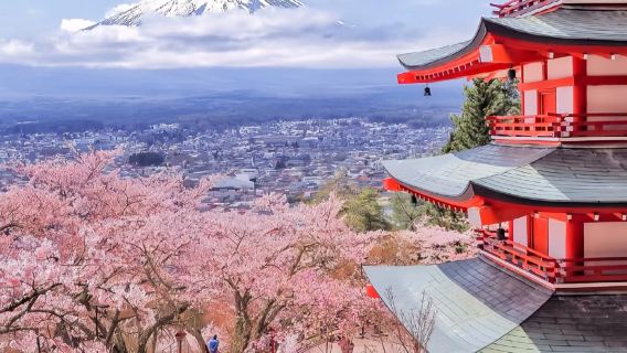 日本境內/專業中文導遊/地陪/翻譯/景區講解