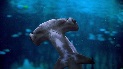 Abu Dhabi Attraction: The National Aquarium Abu Dhabi Day Tours 3