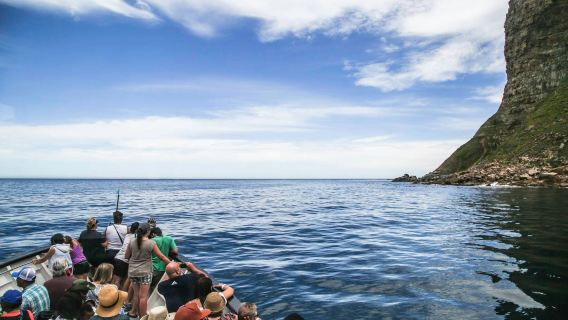 Duiker Island: Seal Sightseeing Cruise