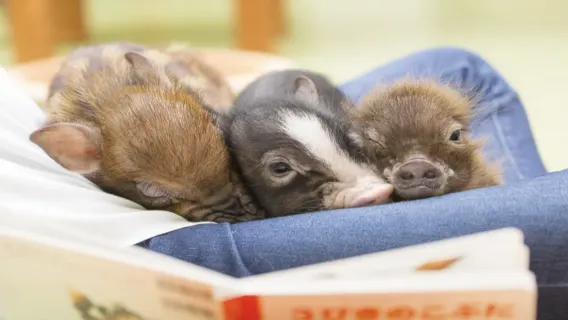 [mipig cafe Harajuku] Esperienza interattiva nel popolarissimo caffè terapeutico con maialini (adulti e bambini sopra i 4 anni)