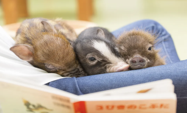 [mipig cafe Harajuku] Popular healing pig cafe interactive experience (for adults aged 4+)