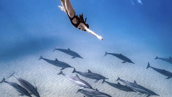 Dolphins watch in Mauritius (shared boat) Closed on Sundays