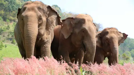 大象高地 - 清邁風景山區全日道德大象體驗