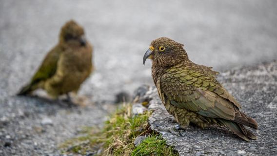 Christchurch to Franz Josef Tour with TranzAlpine (1 way)