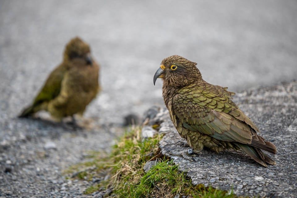 Christchurch to Franz Josef Tour with TranzAlpine (1 way)