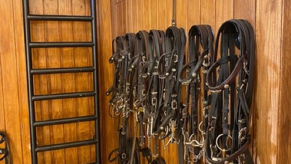 Lisbonne : Matinée d'Art Équestre avec les Chevaux Lusitaniens