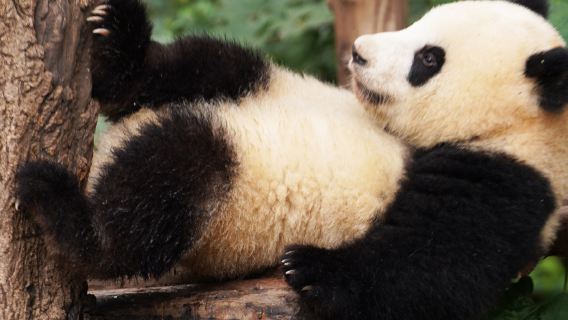 成都大熊貓繁育研究基地 猩咖說|私家團|門票+文史大咖導覽 2H