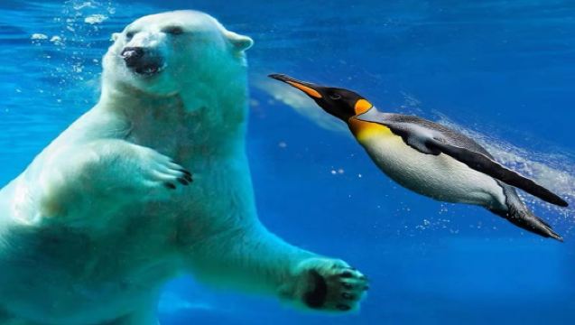 9人團/巴士團北海道旭川動物園白鬚瀑布千代田農場一日遊