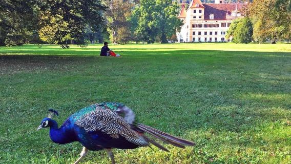 Vienna - Graz Old Town + Schlossberg Panoramic Tour