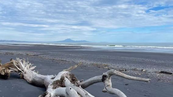 [Secreto de arena negra en la selva] Excursión de un día con servicio de coche privado con conductor para senderismo en la selva de Auckland y observación de alcatraces en Muriwai
