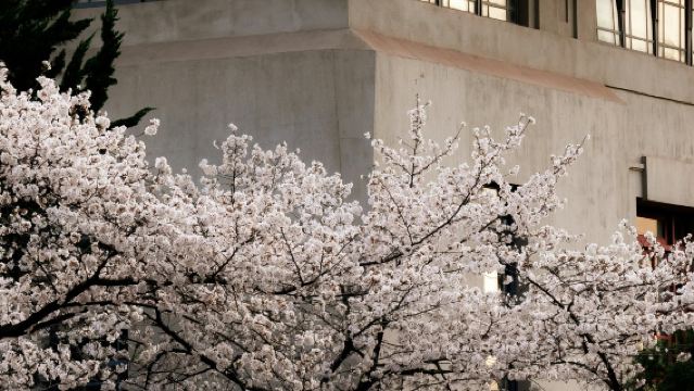Tagesausflug zu den Kirschblüten in Wuhan|Wuhan Universität, Ostsee-Kirschgarten