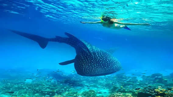 Phuket departure: Phi Phi Islands + Maya Bay + Koh Khai Nok 1-day tour|Incl. island entrance fee