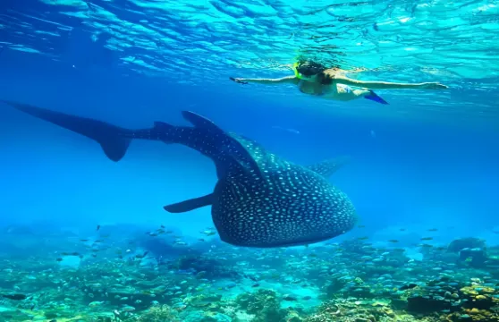 布吉出發:皮皮島+瑪雅灣+雞蛋島 一日遊|包含上島費用