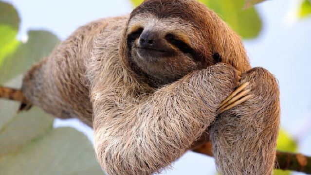 Faultierbeobachtung + Wasserfall & Bio-Kaffee- und Schokoladentour