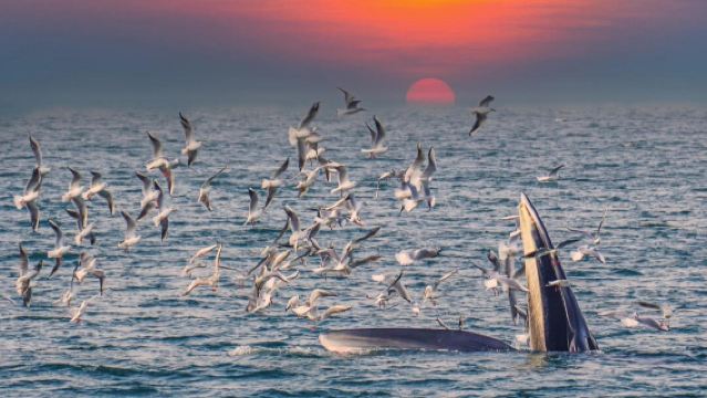 潿洲島追鯨航線觀鯨直航巡鯨【看不到退款包含全島接駁服務】全程巡鯨