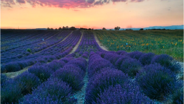 Perjalanan klasik pergi-balik Marseille di Provence, Perancis: Calanques + Valensole + Tasik Sainte-Croix