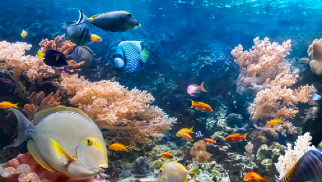 Aquarium of the Pacific + Santa Monica State Beach + Beverly Hills + The Getty 1-day tour (admission ticket not included)