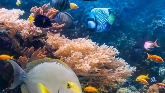 Day tour to Aquarium of the Pacific, Santa Monica State Beach and Beverly Hills [World Cup classic city tour]