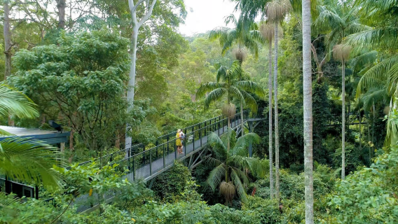 Lawatan Sehari ke Hutan Hujan Tamborine + Kunang-Kunang + Rizab Hidupan Liar Gold Coast