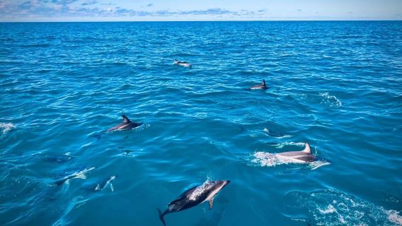 Whale and dolphin watching in Kaikoura - multiple time slots available, standard or VIP cabin optional