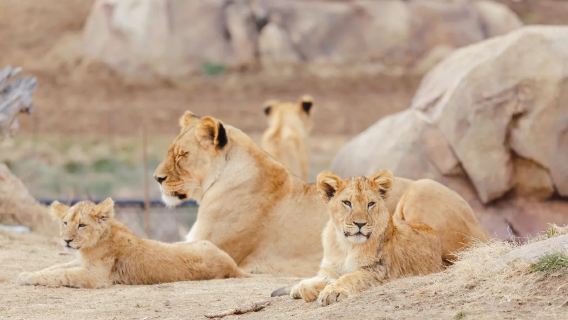Custom trip in Denver, U.S. | Downtown Aquarium + zoo + botanic gardens※family-friendly