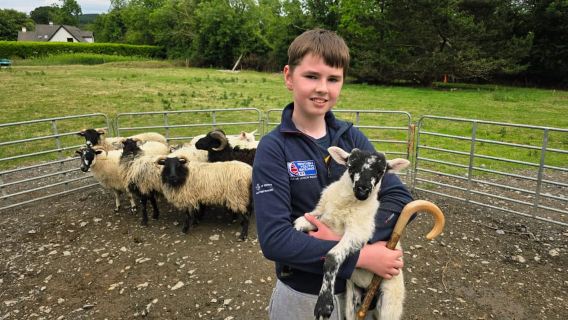 Wicklow: Shepherd Experience and Sheepdog Demonstration