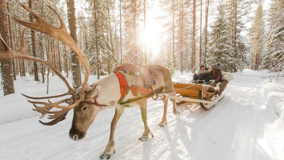 Rovaniemi: Santa's Reindeer and Husky Safari with Aurora BBQ