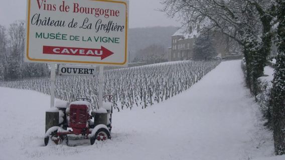 La Roche Vineuse: Tour of the Vine and Wine Museum