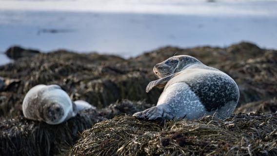 Reykjavik - Pantai Anjing Laut - Denai Pantai - Gunung Kirkjufell - Gereja Hitam - sewaan peribadi berbahasa Cina tanpa risau