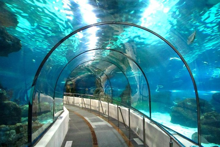 Grand Aquarium Tour With Transfer - Hurghada| Trip.com