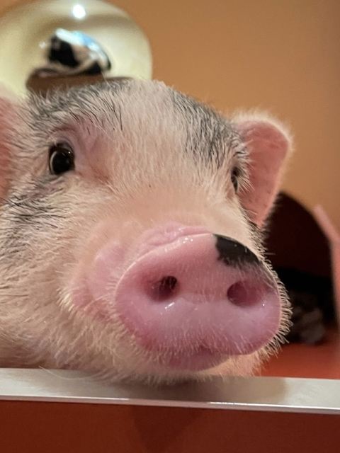 【pignic cafe 代代木公園店】迷你小豬包廂互動 餐券二選一