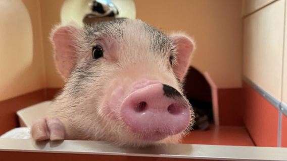 pignic cafe Yoyogi Park Store: Mini Pig Private Room Interaction + Choice of 2 Dining Vouchers