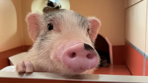 pignic cafe Yoyogi Park Store: Mini Pig Private Room Interaction + Choice of 2 Dining Vouchers