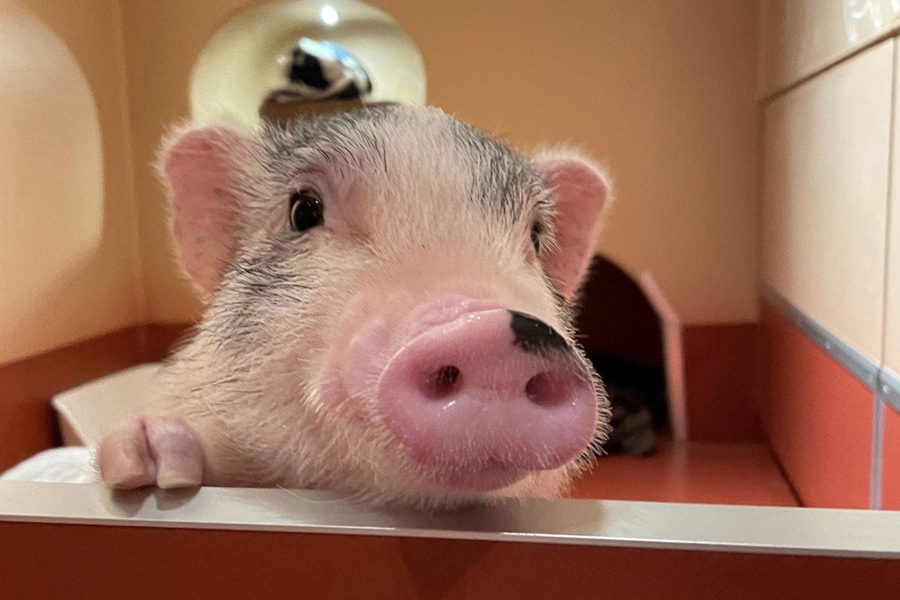 pignic cafe Yoyogi Park Store: Mini Pig Private Room Interaction + Choice of 2 Dining Vouchers