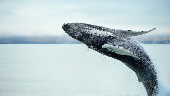 ReykjavikTours