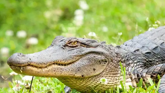 Guided Swamp and Bayou Boat Tour