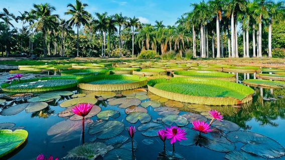 西雙版納中科植物園+傣族園1日遊（1單1團包車團+含入場門票）
