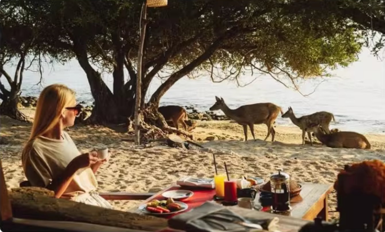 1-Day Tour to Lovina Bali for Dolphin Watching and Sunrise Viewing [Dolphin Chase + Snorkeling at Menjangan Island]