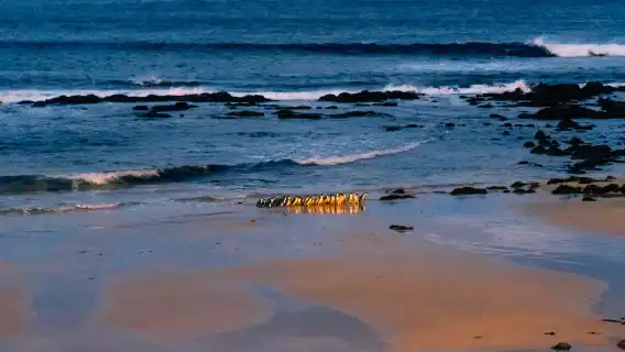 Melbourne Penguin Parade + Moonlight Sanctuary one-day tour | Including admission ticket+ transfer + Rainbow House