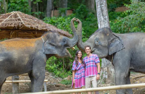 【布吉|大象營半日遊】：自然課堂·與大象親密互動|自製象食／餵食互動／泥漿SPA|酒店接送服務