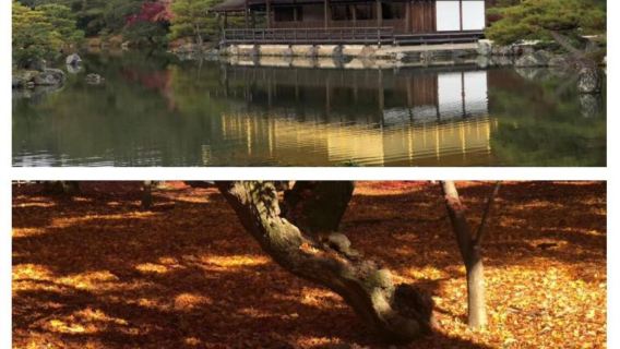 日本京都-瑠璃光院-三千院-貴船神社-嵐山-紅葉巡禮/紅葉季