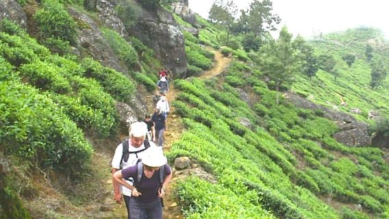 Jalur Pekoe, Tahap 12, Trekking dari Udaweriya ke Haputale